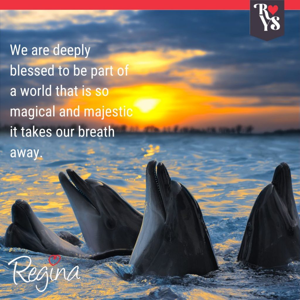dolphins and sun set - Copy
